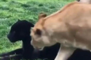 ライオンだってクロヒョウだって…大きなネコもやはり猫なんだなと実感するとき