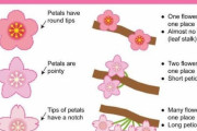 外国人「日本にはピンク色の花の木が3種類もあるらしいぞ！」