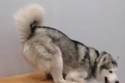 「怖いよー。降りられない！」ソファーから飛び下りる事が出来ないハスキー犬