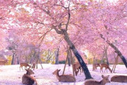 欧米人「ここは天国か？鹿と桜（奈良公園・日本）」