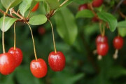 海外「日本に自生するグミという植物を紹介しよう」日本の園芸植物、グミに対する海外の反応