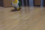 海外「これはとても可愛らしいなw」素早い動きでカメラに突進する日本のモフモフ動物の動きが独特で面白いと話題に【海外の反応】