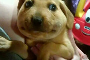 蜂に顔を刺された犬の画像集　申し訳ないけど可愛すぎると話題に
