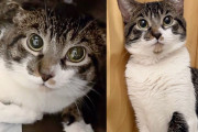【海外】外にいた猫がビックリからハッピーに！これからもっと楽しくなるって気づいたみたい！