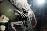ミイラ化したエイリアンの遺体？ベルギーの動物園で保管していた謎のミイラの正体は？