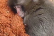 市川市動植物園の赤ちゃんザル「パンチくん」に世界が涙！ぬいぐるみをお母さんだと思って離さない姿に感動の嵐