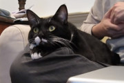 飼主さんの膝の上でＴＶ番組に夢中になるニャンコさん。