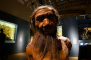 【海外】人類とネアンデルタール人の交配が明らかに！過去25万年での3つの重要な波を探る