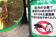東京の公園からセミが消えた…セミ捕獲禁止の看板まで登場＝韓国の反応