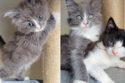 【海外】片目の子猫と人懐っこい猫の心温まる出会い！運命の絆とは？