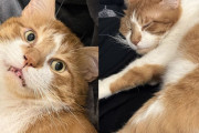 【海外】「路上生活を乗り越えた猫が究極のラップ猫に！みんなの“重いブランケット”になりたがる理由とは？」