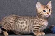 【海外】一番軽い猫って、実はマンチカンじゃないんだって！