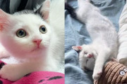 【海外】駐車場で見つけた若い猫、彼女にふさわしい人生を与えるために立ち上がる！