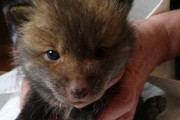 外国人「子犬の飼い主を探す日本人…実はキツネでSNSで話題に」