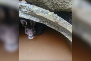 【海外】排水溝の中に隠れた運命の動物！動けない恐怖の瞬間に遭遇した女性の発見とは？