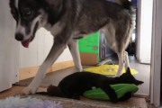 猫「これ好き～！」犬「……」動くピクルスのオモチャに熱狂する猫とまったく興味を示さない犬の温度差が面白い