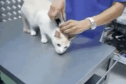 効果は抜群だ！ちょっと静かにして欲しいときに猫を大人しくさせる方法。海外の反応
