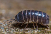 アメリカ「全世界に生息するこの虫、お前らの言語では何て呼ばれてる？」