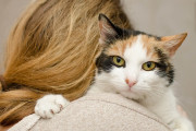 猫を父親の生まれ変わりと信じて愛情を注いでいた妻だが、留守中夫が猫を保護施設に連れて行ってしまう