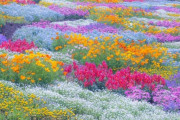 海外「見事な花の色彩！辺り一面の花が夢のように素敵です！」フラワーパークが色鮮やかで素晴らしい！（海外の反応）