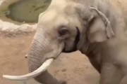 【感動】ゾウ「これはキミの靴だね」小さな子供「ありがとうゾウさん！」