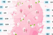 韓国人「韓国の桜文化を広めたのは日本で合っています」→「韓国側-桜は済州島が起源」　韓国の反応
