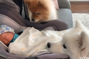 新しい家族としてやってきた赤ちゃんに夢中なサモエドとポメラニアン！