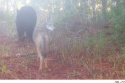野生のクマとコヨーテが山林を一緒にお散歩！？同じ道を離れずに進む二匹にびっくり！