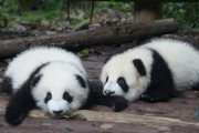 中国の動物園がチャウチャウをパンダのようにペイントして炎上