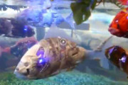 日本のロボット魚が本物そっくりの動きですごすぎるｗｗｗ　海外「日本は2098年」「日本はすばらしき変わり者」