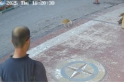【海外】猫がストリートで不思議な行動！助けを求めるサインを見逃すな！