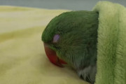 オオホンセイインコが毛布の中で徐々に瞼を閉じて眠りに落ちる姿にほっこり