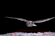 フクロウが「無音」で飛べる理由を徹底調査。しかし… 海外の反応