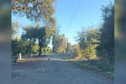 【海外】「不思議な犬たちが飛び込んできた！女性の車に起きた衝撃の瞬間」