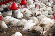 海外「日本で鳥インフルエンザが猛威を振るっているようだが」