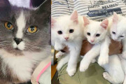 【海外】「男性のポーチに現れた猫が導いた！4匹の子猫救助の感動ストーリー」