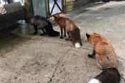 外国人「日本のキツネ村に行ったらキツネですら列に並んでた！」