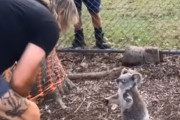 網にひっかかったところを救出されたコアラ。助けてくれた男性に向かって両手を広げて抱っこを求めてくるような姿をみせる