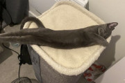 外国人「何かがバグってるうちの猫たちを見て欲しいｗｗｗｗ」