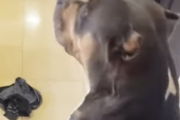 イッヌ「ワイは親父を守るで！！何があっても！！」シャワー中の飼い主を守る犬。