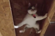 （そろーり、そろーり）。スパイダーマンのように歩く猫が可愛い！