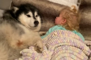 1年前と変わらぬ母性…飼い主さんの赤ちゃんを我が子のように見守り続けるマラミュートの記録にほっこり
