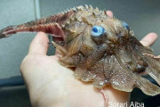 ロシア人「俺が釣り上げた恐ろしい深海魚を見せていくぜ！」