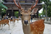 奈良のシカ、大量のポリ袋を食べて死亡　海外の反応