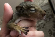 瀕死の状態の赤ちゃんリスを保護。無事に育て自然に帰したはずだったが、リスは家族たちを忘れていなかった