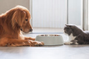 【海外】犬が猫の糞を食べる理由とは？すべての犬が猫の糞を狙うのか？