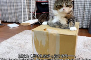 海外「世界で一番懲りないネコ」日本のネコさん、努力の末に成功しドヤ顔（海外の反応）