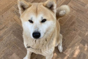 海外「うちの犬って秋田犬なの？ それとも秋田犬のミックス？」→「秋田犬」「間違いなくミックス」「ほぼ100％柴犬」「秋田犬と柴犬のミックスの可能性が高い！」