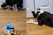 イタズラをした事がバレてしまったボーダーコリー、飼主さんに叱られている間、彫像のようになってしまう（笑）
