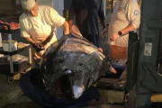 アメリカ人さん、解体前のマグロの巨大っぷりに衝撃を受ける